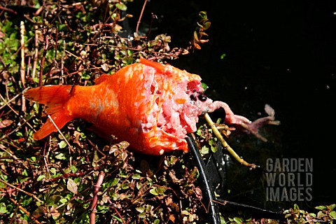 GOLDFISH_PARTIALLY_EATEN_BY_MINK