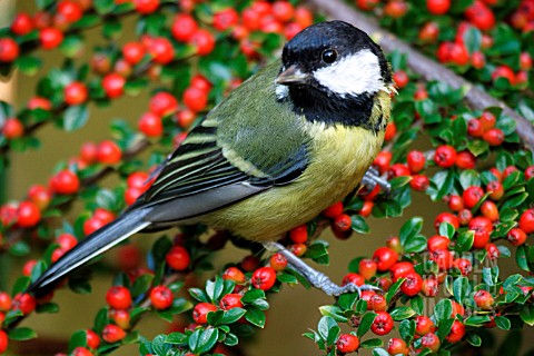 GREAT_TIT_PARUS_MAJOR_ON_COTONEASTER