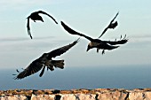 JACKDAWS IN FLIGHT