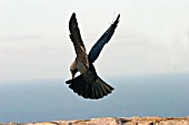 JACKDAWS IN FLIGHT