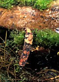 CADDISFLY GRUB,  L. STENOPHYLAX,  FEEDING ON MOSS