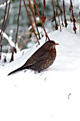 BLACKBIRD (FEMALE) IN SNOW