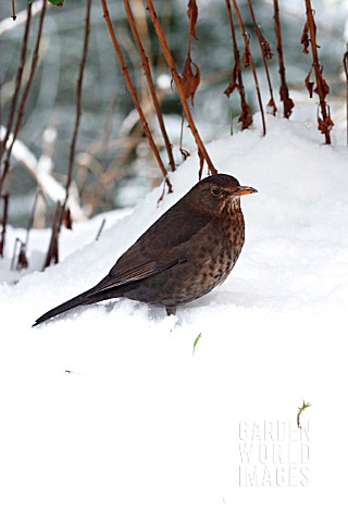 BLACKBIRD_FEMALE_IN_SNOW