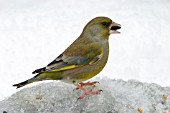 GREEN FINCH (MALE) EATING SEEDS IN SNOW