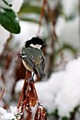 COAL TIT IN SNOW