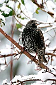 STARLING ON BRANCH IN SNOW