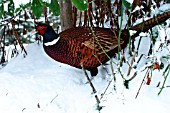 PHEASANT (COCK)IN SNOW