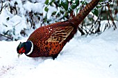 PHEASANT (COCK) EATING IN SNOW