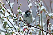 HOUSE SPARROW (MALE) ON BRANCH IN SNOW