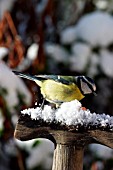 BLUE TIT ON FORK HANDLE  IN SNOW