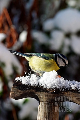 BLUE_TIT_ON_FORK_HANDLE__IN_SNOW