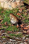 SONG THRUSH  IN GRASS