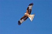 KITE IN FLIGHT