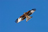 KITE IN FLIGHT