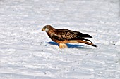 KITE IN SNOW