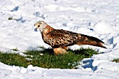 KITE IN SNOW