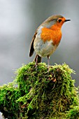 ROBIN ON STUMP