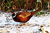 COCK PHEASANT IN SNOW