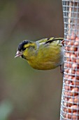 SISKIN (MALE) ON NUT FEEDER