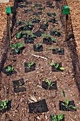 ROOTFLY COLLARS,  ON CABBAGE PLANTS