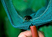 GREAT DIVING BEETLE,  DYSTICUS MARGINALIS,  IN NET