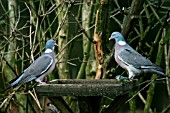 WOOD PIGEONS AT BIRD TABLE