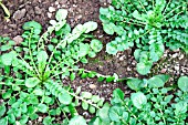 LANDCRESS,  AMERICAN CRESS