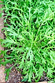 MIZUMA,  JAPANESE BITTER GREEN