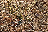 MULCH AROUND GOOSEBERRY BUSH