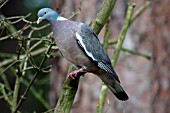 WOOD PIGEON ON TREE BRANCH