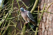 WOOD PIGEON ON TREE BRANCH