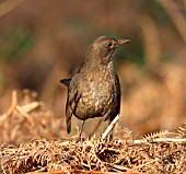 BLACKBIRD (FEMALE) ON GROUND