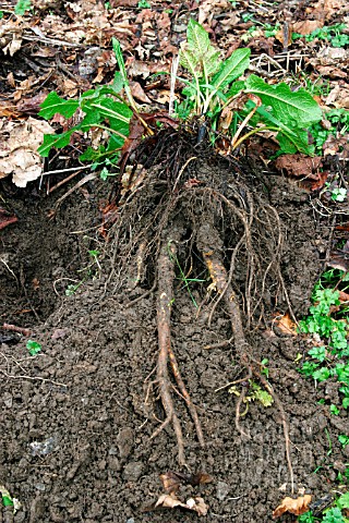 DOCK_PLANT_ROOT_SYSTEM