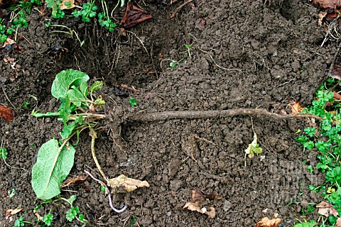 DOCK_PLANT_ROOT_SYSTEM