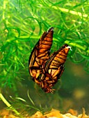 GREAT DIVING BEETLE PAIR,  DYSTICUS MARGINALIS,  MATED PAIR