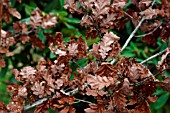 OAK TREE RETAINING OLD LEAVES