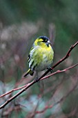 SISKIN (MALE) ON BRANCH