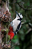 GREAT SPOTTED WOODPECKER CLIMBING TREE