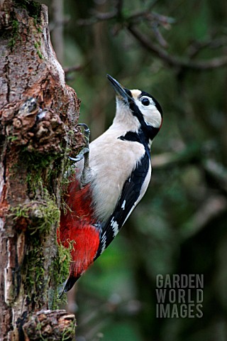 GREAT_SPOTTED_WOODPECKER_CLIMBING_TREE