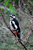 GREAT SPOTTED WOODPECKER (MALE) ON BRANCH