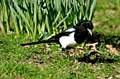 MAGPIE ON LAWN