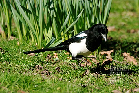 MAGPIE_ON_LAWN