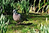 WOOD PIGEON ON LAWN