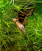 GREAT DIVING BEETLE,  DYSTICUS MARGINALIS,  EATING STICKLEBACK