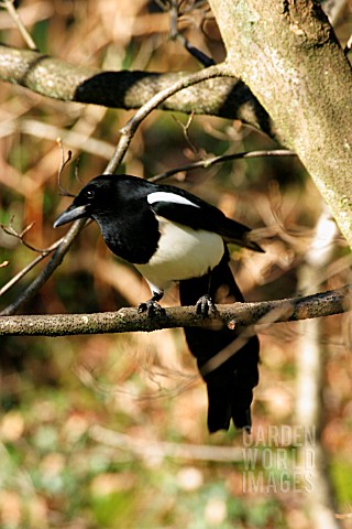 MAGPIE_ON_BRANCH