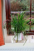 BILLBERGIA NUTANS (ANGELS TEARS) ON WINDOWSILL