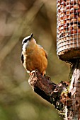 NUTHATCH BY BIRD FEEDER