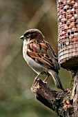 HOUSE SPARROW (MALE) BY BIRD FEEDER