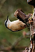 NUTHATCH ON DEAD TREE