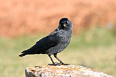 JACKDAW ON STONE